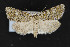  (Cryphia flavidior - CNCLEP00057727)  @14 [ ] CreativeCommons - Attribution Non-Commercial Share-Alike (2016) Unspecified Unspecified