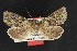  (Lasionycta n sp. Gaspe - CNCLEP00053369)  @11 [ ] CreativeCommons - Attribution Non-Commercial Share-Alike (2016) Unspecified Unspecified