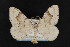  (Zenophleps sp - CNCLEP00054335)  @14 [ ] CreativeCommons - Attribution Non-Commercial Share-Alike (2016) Unspecified Unspecified