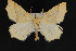  (Tetracis sp - CNCLEP00054339)  @12 [ ] CreativeCommons - Attribution Non-Commercial Share-Alike (2016) Unspecified Unspecified