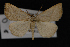  (Oxycilla ondo - CNCLEP00064138)  @14 [ ] CreativeCommons - Attribution Non-Commercial Share-Alike (2016) Unspecified Unspecified