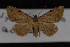  (Nychioptera accola - CNCLEP00064149)  @14 [ ] CreativeCommons - Attribution Non-Commercial Share-Alike (2016) Unspecified Unspecified