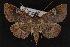  (Azeta n. sp. 2 - CNCLEP00064152)  @15 [ ] CreativeCommons - Attribution Non-Commercial Share-Alike (2016) Unspecified Unspecified