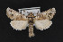  (Aon - CNCLEP00032083)  @15 [ ] CreativeCommons - Attribution Non-Commercial Share-Alike (2016) Unspecified Unspecified