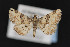  (Metalectra cinctus - CNCLEP00032092)  @14 [ ] CreativeCommons - Attribution Non-Commercial Share-Alike (2016) Unspecified Unspecified