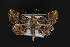  (Metalectra nr. discalis - CNCLEP00032094)  @14 [ ] CreativeCommons - Attribution Non-Commercial Share-Alike (2016) Unspecified Unspecified