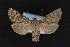  (Lasionycta subalpina - CNC LEP 00032099)  @14 [ ] Unspecified (default): All Rights Reserved  Unspecified Unspecified