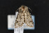  (Pseudanarta vexata - CNCLEP00053306)  @12 [ ] CreativeCommons - Attribution Non-Commercial Share-Alike (2016) Unspecified Unspecified