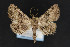  (Metalectra nr. bigallis - CNCLEP00053331)  @13 [ ] CreativeCommons - Attribution Non-Commercial Share-Alike (2016) Unspecified Unspecified