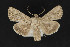  ( - CNCLEP00067175)  @13 [ ] CreativeCommons - Attribution Non-Commercial Share-Alike (2016) Unspecified Unspecified