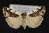  (Tarache axendra - CNCLEP00067197)  @15 [ ] CreativeCommons - Attribution Non-Commercial Share-Alike (2016) Unspecified Unspecified