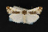  (Tarache lanceolata - CNCLEP00067200)  @14 [ ] CreativeCommons - Attribution Non-Commercial Share-Alike (2016) Unspecified Unspecified