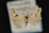  (Ponometia nannodes - CNCLEP00067909)  @14 [ ] CreativeCommons - Attribution Non-Commercial Share-Alike (2016) Unspecified Unspecified