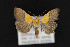  (Ponometia semiflava - CNCLEP00067913)  @14 [ ] CreativeCommons - Attribution Non-Commercial Share-Alike (2016) Unspecified Unspecified