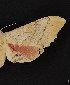  (Pachysphinx occidentalis occidentalis - CNCLEP00067201)  @12 [ ] CreativeCommons - Attribution Non-Commercial Share-Alike (2016) Unspecified Unspecified