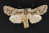  ( - CNCLEP 69724)  @14 [ ] CreativeCommons - Attribution Non-Commercial Share-Alike (2010) Canadian National Collection of Insects, Arachnids and Nematodes Canadian National Collection of Insects, Arachnids and Nematodes