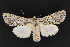  ( - CNCLEP 69728)  @14 [ ] CreativeCommons - Attribution Non-Commercial Share-Alike (2010) Canadian National Collection of Insects, Arachnids and Nematodes Canadian National Collection of Insects, Arachnids and Nematodes