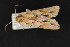  ( - CNCLEP 69729)  @12 [ ] CreativeCommons - Attribution Non-Commercial Share-Alike (2010) Canadian National Collection of Insects, Arachnids and Nematodes Canadian National Collection of Insects, Arachnids and Nematodes