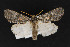  (Meleneta - CNCLEP 69730)  @15 [ ] CreativeCommons - Attribution Non-Commercial Share-Alike (2010) Canadian National Collection of Insects, Arachnids and Nematodes Canadian National Collection of Insects, Arachnids and Nematodes