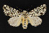  ( - CNCLEP 69733)  @14 [ ] CreativeCommons - Attribution Non-Commercial Share-Alike (2010) Canadian National Collection of Insects, Arachnids and Nematodes Canadian National Collection of Insects, Arachnids and Nematodes