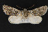  ( - CNCLEP 69734)  @11 [ ] CreativeCommons - Attribution Non-Commercial Share-Alike (2010) Canadian National Collection of Insects, Arachnids and Nematodes Canadian National Collection of Insects, Arachnids and Nematodes