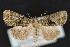  ( - CNCLEP 69742)  @13 [ ] CreativeCommons - Attribution Non-Commercial Share-Alike (2010) Canadian National Collection of Insects, Arachnids and Nematodes Canadian National Collection of Insects, Arachnids and Nematodes