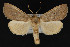  ( - CNCLEP 69747)  @14 [ ] CreativeCommons - Attribution Non-Commercial Share-Alike (2010) Canadian National Collection of Insects, Arachnids and Nematodes Canadian National Collection of Insects, Arachnids and Nematodes