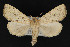  ( - CNCLEP 69749)  @14 [ ] CreativeCommons - Attribution Non-Commercial Share-Alike (2010) Canadian National Collection of Insects, Arachnids and Nematodes Canadian National Collection of Insects, Arachnids and Nematodes