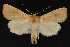  ( - CNCLEP 69756)  @14 [ ] CreativeCommons - Attribution Non-Commercial Share-Alike (2010) Canadian National Collection of Insects, Arachnids and Nematodes Canadian National Collection of Insects, Arachnids and Nematodes