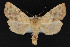  ( - CNCLEP 69759)  @14 [ ] CreativeCommons - Attribution Non-Commercial Share-Alike (2010) Canadian National Collection of Insects, Arachnids and Nematodes Canadian National Collection of Insects, Arachnids and Nematodes