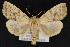  ( - CNCLEP 69760)  @14 [ ] CreativeCommons - Attribution Non-Commercial Share-Alike (2010) Canadian National Collection of Insects, Arachnids and Nematodes Canadian National Collection of Insects, Arachnids and Nematodes