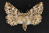  ( - CNCLEP 69764)  @13 [ ] CreativeCommons - Attribution Non-Commercial Share-Alike (2010) Canadian National Collection of Insects, Arachnids and Nematodes Canadian National Collection of Insects, Arachnids and Nematodes