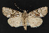  ( - CNCLEP 69768)  @14 [ ] CreativeCommons - Attribution Non-Commercial Share-Alike (2010) Canadian National Collection of Insects, Arachnids and Nematodes Canadian National Collection of Insects, Arachnids and Nematodes