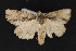  ( - CNCLEP 69791)  @11 [ ] CreativeCommons - Attribution Non-Commercial Share-Alike (2010) Canadian National Collection of Insects, Arachnids and Nematodes Canadian National Collection of Insects, Arachnids and Nematodes