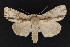  ( - CNCLEP 69792)  @13 [ ] CreativeCommons - Attribution Non-Commercial Share-Alike (2010) Canadian National Collection of Insects, Arachnids and Nematodes Canadian National Collection of Insects, Arachnids and Nematodes