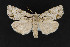  ( - CNCLEP 69794)  @13 [ ] CreativeCommons - Attribution Non-Commercial Share-Alike (2010) Canadian National Collection of Insects, Arachnids and Nematodes Canadian National Collection of Insects, Arachnids and Nematodes