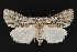  ( - CNCLEP 69800)  @14 [ ] CreativeCommons - Attribution Non-Commercial Share-Alike (2010) Canadian National Collection of Insects, Arachnids and Nematodes Canadian National Collection of Insects, Arachnids and Nematodes