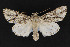  ( - CNCLEP 69801)  @14 [ ] CreativeCommons - Attribution Non-Commercial Share-Alike (2010) Canadian National Collection of Insects, Arachnids and Nematodes Canadian National Collection of Insects, Arachnids and Nematodes
