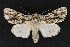  ( - CNCLEP 69805)  @14 [ ] CreativeCommons - Attribution Non-Commercial Share-Alike (2010) Canadian National Collection of Insects, Arachnids and Nematodes Canadian National Collection of Insects, Arachnids and Nematodes