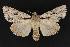  ( - CNCLEP 69806)  @15 [ ] CreativeCommons - Attribution Non-Commercial Share-Alike (2010) Canadian National Collection of Insects, Arachnids and Nematodes Canadian National Collection of Insects, Arachnids and Nematodes