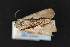  ( - CNCLEP 69807)  @13 [ ] CreativeCommons - Attribution Non-Commercial Share-Alike (2010) Canadian National Collection of Insects, Arachnids and Nematodes Canadian National Collection of Insects, Arachnids and Nematodes