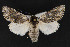  ( - CNCLEP 69808)  @15 [ ] CreativeCommons - Attribution Non-Commercial Share-Alike (2010) Canadian National Collection of Insects, Arachnids and Nematodes Canadian National Collection of Insects, Arachnids and Nematodes