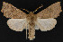  (Perigonica tertia - CNCLEP 69834)  @15 [ ] CreativeCommons - Attribution Non-Commercial Share-Alike (2010) Canadian National Collection of Insects, Arachnids and Nematodes Canadian National Collection of Insects, Arachnids and Nematodes