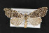  ( - CNCLEP 69842)  @15 [ ] CreativeCommons - Attribution Non-Commercial Share-Alike (2010) Canadian National Collection of Insects, Arachnids and Nematodes Canadian National Collection of Insects, Arachnids and Nematodes