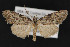  ( - CNCLEP 69843)  @15 [ ] CreativeCommons - Attribution Non-Commercial Share-Alike (2010) Canadian National Collection of Insects, Arachnids and Nematodes Canadian National Collection of Insects, Arachnids and Nematodes