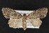  ( - CNCLEP 69844)  @15 [ ] CreativeCommons - Attribution Non-Commercial Share-Alike (2010) Canadian National Collection of Insects, Arachnids and Nematodes Canadian National Collection of Insects, Arachnids and Nematodes