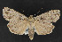  ( - CNCLEP 69850)  @13 [ ] CreativeCommons - Attribution Non-Commercial Share-Alike (2010) Canadian National Collection of Insects, Arachnids and Nematodes Canadian National Collection of Insects, Arachnids and Nematodes