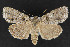  ( - CNCLEP 69855)  @14 [ ] CreativeCommons - Attribution Non-Commercial Share-Alike (2010) Canadian National Collection of Insects, Arachnids and Nematodes Canadian National Collection of Insects, Arachnids and Nematodes