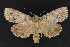  ( - CNCLEP 69857)  @14 [ ] CreativeCommons - Attribution Non-Commercial Share-Alike (2010) Canadian National Collection of Insects, Arachnids and Nematodes Canadian National Collection of Insects, Arachnids and Nematodes