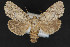  ( - CNCLEP 69858)  @14 [ ] CreativeCommons - Attribution Non-Commercial Share-Alike (2010) Canadian National Collection of Insects, Arachnids and Nematodes Canadian National Collection of Insects, Arachnids and Nematodes